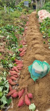 팜모닝 고구마·영농일지 게시글 이미지