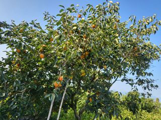 이동엽(양지팜)님의 자유주제 · 자유게시판 작성글 사진