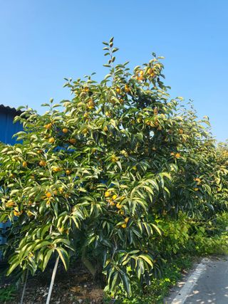 이동엽(양지팜)님의 자유주제 · 자유게시판 작성글 사진