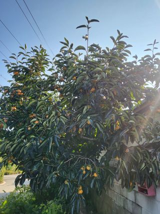 이동엽(양지팜)님의 자유주제 · 자유게시판 작성글 사진