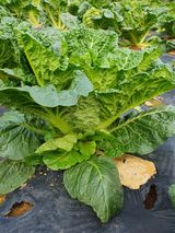 팜모닝 배추·영농일지 게시글 이미지