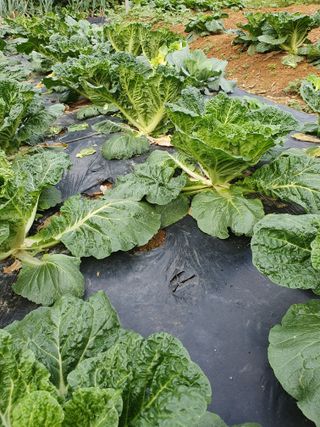 평강님의 배추 · 영농일지 작성글 사진