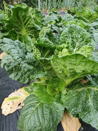 평강님의 배추 · 영농일지 작성글 사진