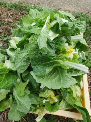 평강님의 배추 · 영농일지 작성글 사진