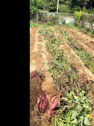 천지현황님의 고구마 · 영농일지 작성글 사진