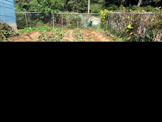 천지현황님의 고구마 · 영농일지 작성글 사진