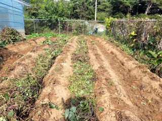 천지현황님의 고구마 · 영농일지 작성글 사진