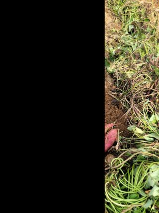 천지현황님의 고구마 · 영농일지 작성글 사진