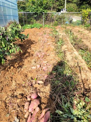 천지현황님의 고구마 · 영농일지 작성글 사진