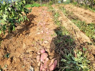 천지현황님의 고구마 · 영농일지 작성글 사진