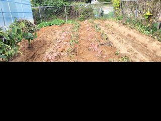 천지현황님의 고구마 · 영농일지 작성글 사진