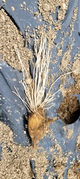 팜모닝 마늘·영농일지 게시글 이미지