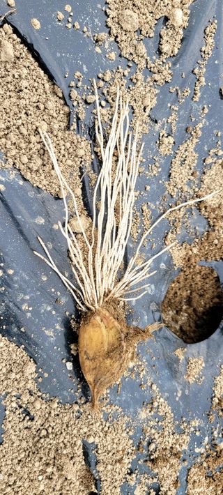 심기섭님의 마늘 · 영농일지 작성글 사진