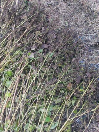 중딩농부정성엽님의 들깨 · 영농일지 작성글 사진