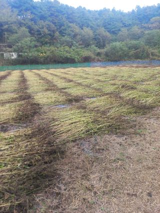 중딩농부정성엽님의 들깨 · 영농일지 작성글 사진