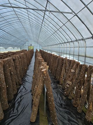 인더숲 님의 버섯 · 영농일지 작성글 사진