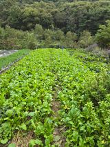 팜모닝 기타작물·영농일지 게시글 이미지