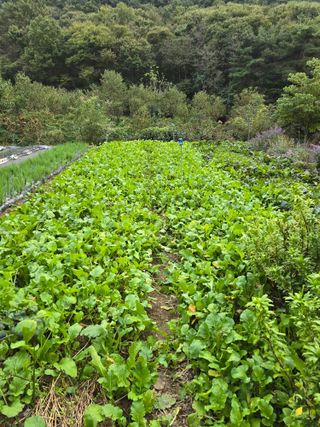 바람이런가님의 기타작물 · 영농일지 작성글 사진