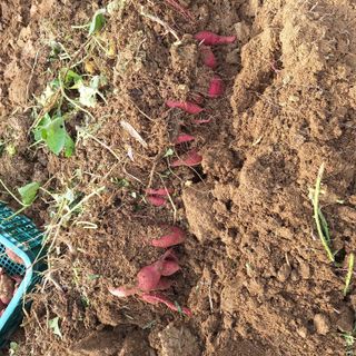 육일님의 고구마 · 영농일지 작성글 사진