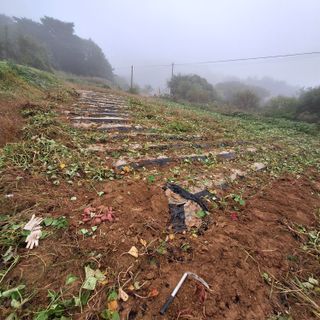 육일님의 고구마 · 영농일지 작성글 사진