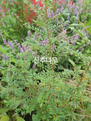 허굴산농장님의 자유주제 · 자유게시판 작성글 사진