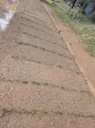 이응천님의 시금치 · 영농일지 작성글 사진