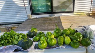 나팔농부김흥우님의 호박 · 영농일지 작성글 사진