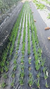 팜모닝 파·영농일지 게시글 이미지