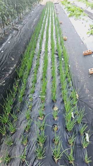 김호열님의 파 · 영농일지 작성글 사진