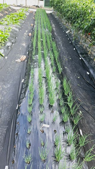 김호열님의 파 · 영농일지 작성글 사진