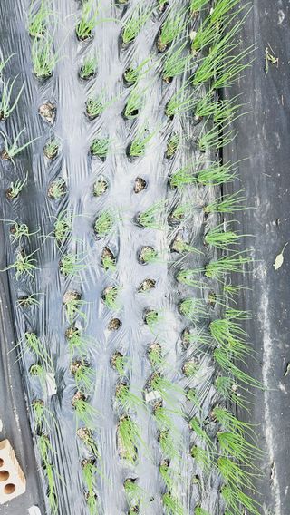 김호열님의 파 · 영농일지 작성글 사진