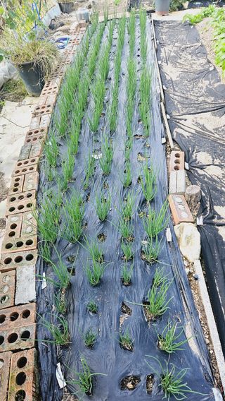 김호열님의 파 · 영농일지 작성글 사진