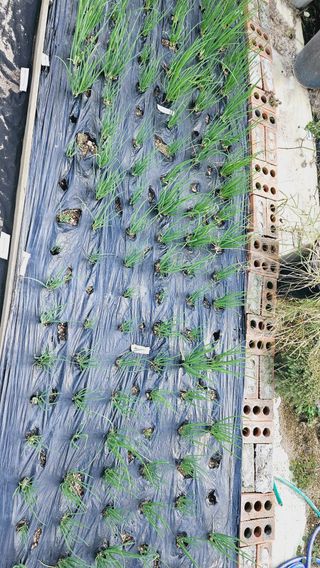 김호열님의 파 · 영농일지 작성글 사진