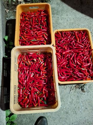 꽁지머리님의 벼 · 영농일지 작성글 사진