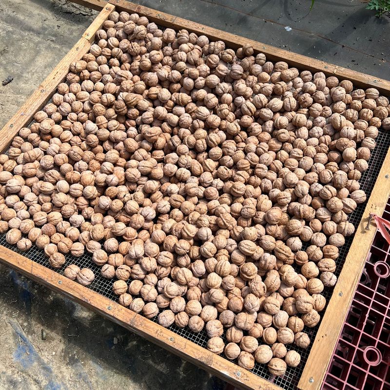 장터 상품 [국산알호두] 썸네일