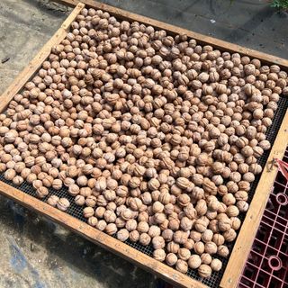 토종호두님의 작성글 사진