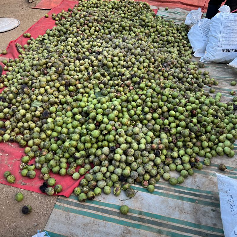 토종호두님의 장터 판매 상품 [국산알호두] 첨부 사진