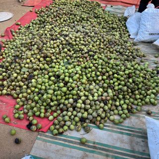 토종호두님의 작성글 사진