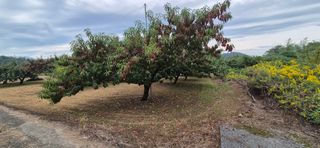 달맛햇복숭아농원님의 자유주제 · 자유게시판 작성글 사진