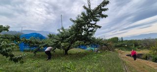 달맛햇복숭아농원님의 자유주제 · 자유게시판 작성글 사진