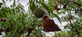 달맛햇복숭아농원님의 자유주제 · 자유게시판 작성글 사진