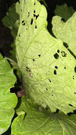 정태권님의 배추 · 영농일지 작성글 사진