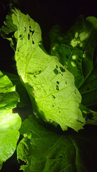 정태권님의 배추 · 영농일지 작성글 사진