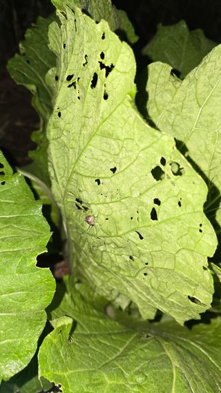 정태권님의 배추 · 영농일지 작성글 사진