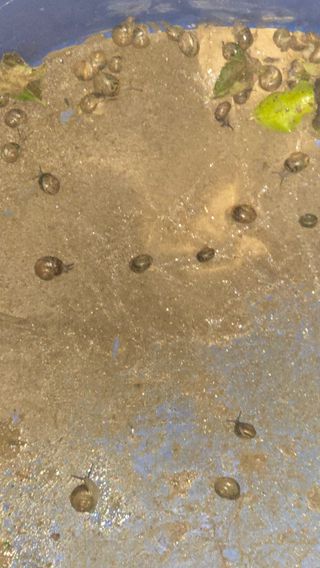 정태권님의 배추 · 영농일지 작성글 사진