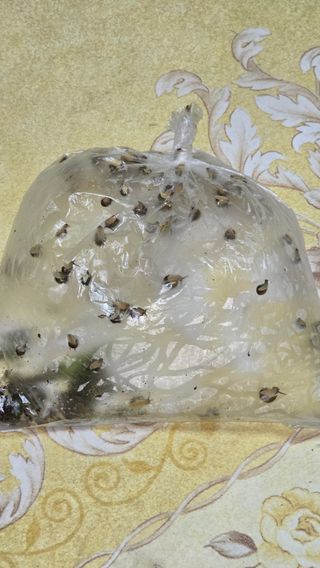 정태권님의 배추 · 영농일지 작성글 사진