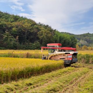 이일제님의 벼 · 영농일지 작성글 사진