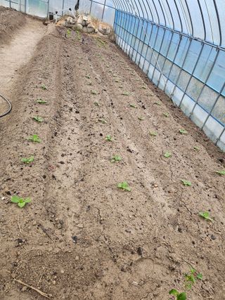 콩19812님의 배추 · 영농일지 작성글 사진