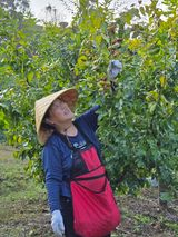 팜모닝 기타작물·영농일지 게시글 이미지