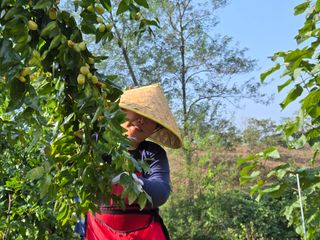 알 수 없음님의 기타작물 · 영농일지 작성글 사진